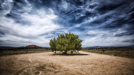 Solitary Tree Amidst Open Fields wallpaper