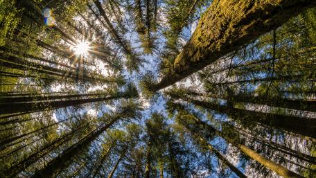 Majestic Forest Canopy View Under Sunlight wallpaper