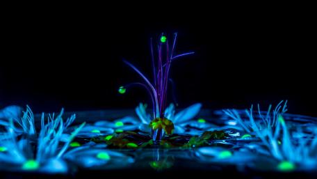 Glowing Flora in Midnight Blue wallpaper