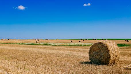 Golden Hay Bales Under a Clear Blue Sky wallpaper
