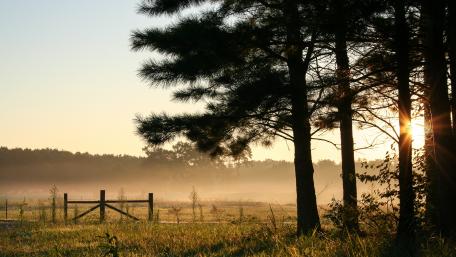 Morning Mist Among Pine Trees and Fence wallpaper