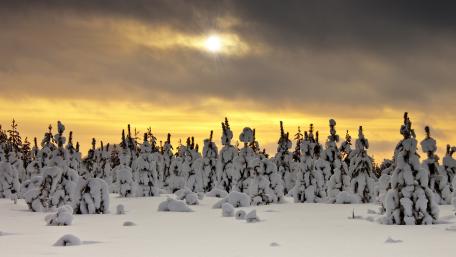 Winter's Embrace in a Snowy Forest wallpaper