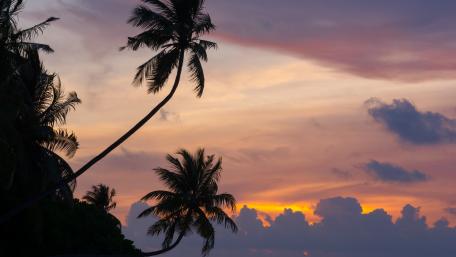 Serene Sunset Over Palm Trees wallpaper