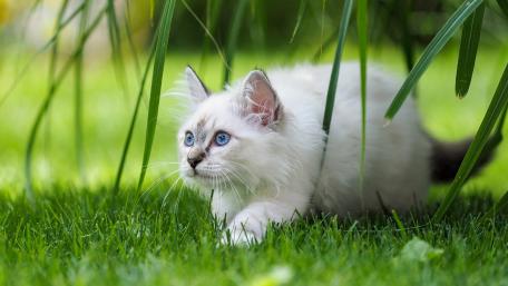 Curious Cat in Green Grass Scene wallpaper