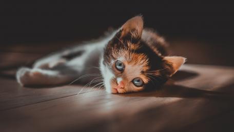 Charming Kitten Relaxing in Sunlight wallpaper
