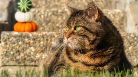 Elegant Tabby Cat in Autumn Setting wallpaper
