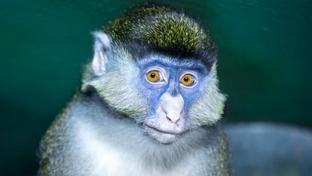 Vibrant Blue-Faced Monkey Portraits wallpaper
