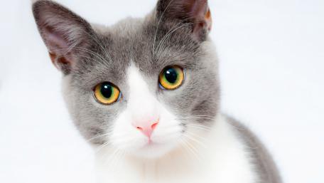Intriguing Gaze of a Cat wallpaper