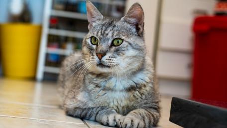Grey Cat Relaxing in a Cozy Home Environment wallpaper