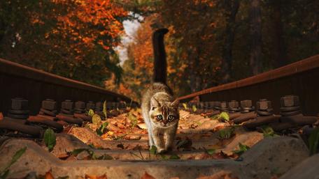 Autumn Cat on Railway Tracks wallpaper