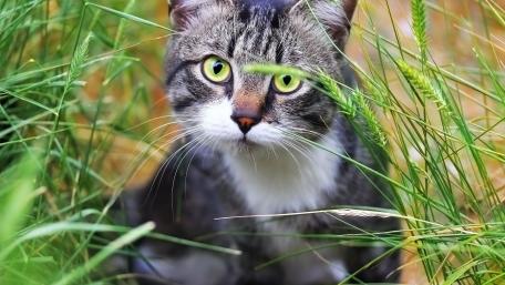 Curious Cat in Green Grass wallpaper