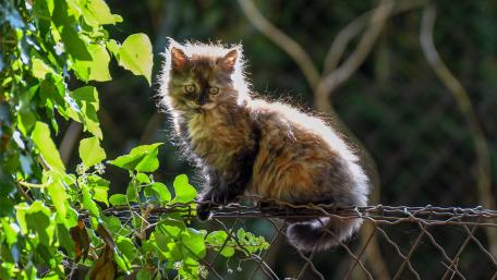 Fluffy Feline on the Fence wallpaper