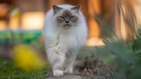 Fluffy Cat Struts with Attitude in Nature Scene wallpaper