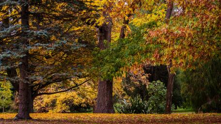Vibrant Autumn Forest Scene in 4K Resolution wallpaper