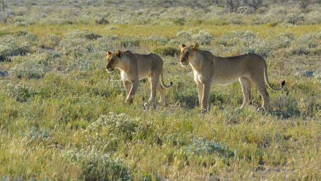 Majestic Lionesses Roaming Free wallpaper