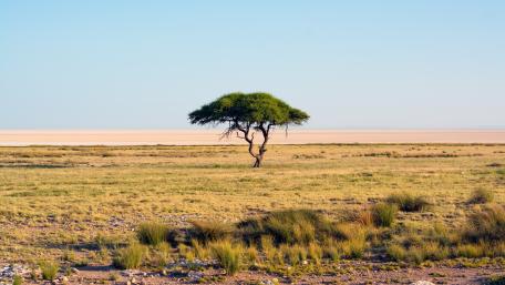 Etosha National Park wallpaper