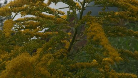 Natural yellow leaf wallpaper