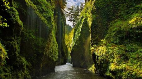 Enchanted Mossy Ravine wallpaper