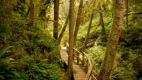 Forest walkway wallpaper