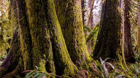Majestic Mossy Trees in a Serene Forest Scene wallpaper