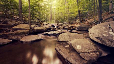 Tranquil Forest Riverbed in 4K Resolution wallpaper