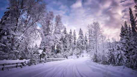 Winter's Serene Pathway wallpaper