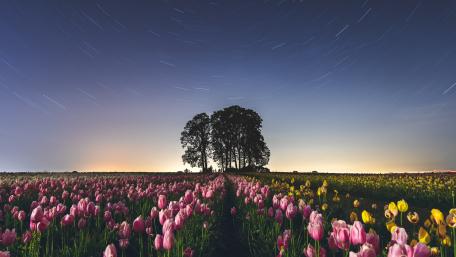 Nature's Beauty Under Starry Skies wallpaper