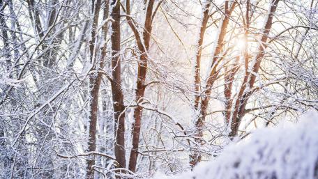 Winter Wonderland in Snowy Forest wallpaper