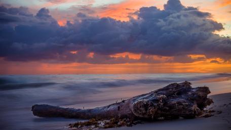 Tranquil Driftwood at Sunset Glow wallpaper