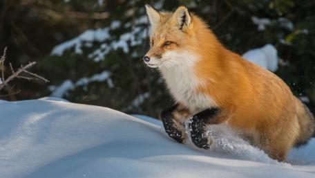 Winter Adventure of a Red Fox wallpaper