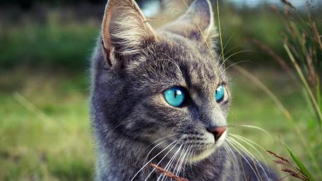 Stunning Grey Cat with Blue Eyes wallpaper