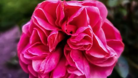 Flower wallpaper