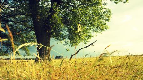Summer field wallpaper