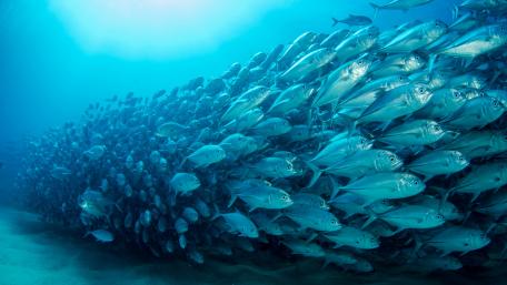 Tune fish school wallpaper