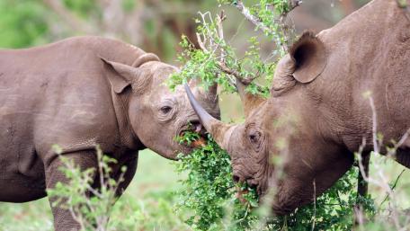 Rhinoceroses wallpaper