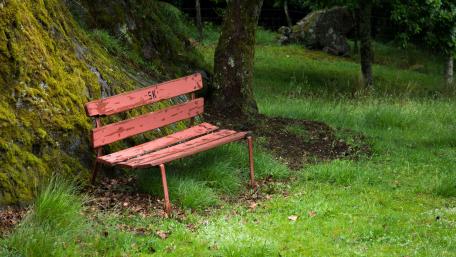 Serene Bench Amidst Nature's Beauty wallpaper