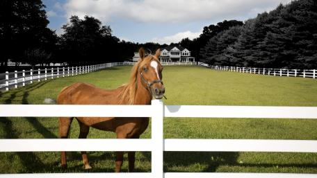 Majestic Horse in Serene Landscape wallpaper