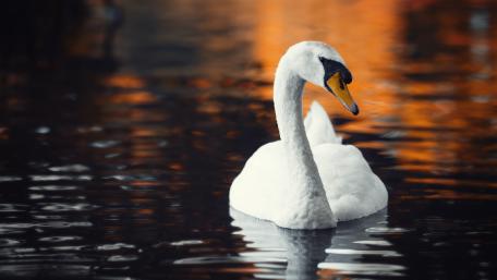 Elegant Swan Gliding on Calm Water Surface wallpaper