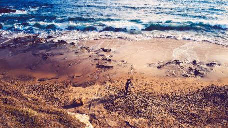 Tranquil Beach Escape for Nature Lovers wallpaper