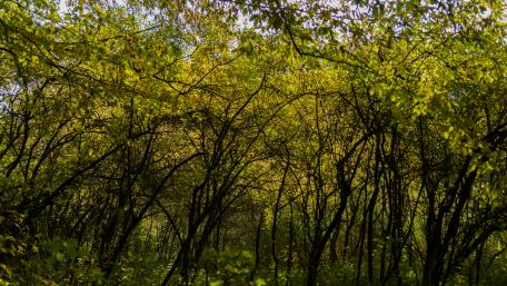 Serene Green Forest in Autumn Glow wallpaper