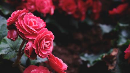 Vibrant Pink Begonias in Bloom wallpaper