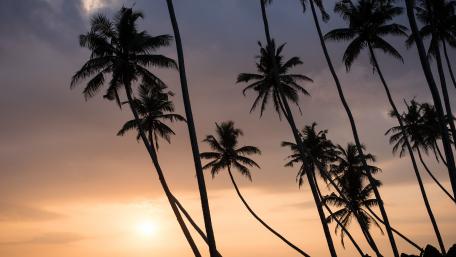 Calm Sunset with Palm Silhouettes wallpaper