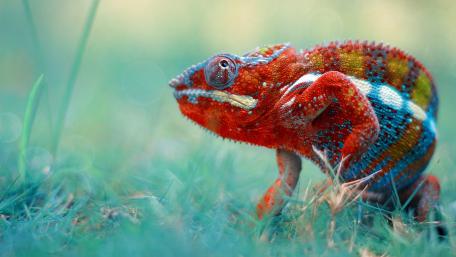 Colorful chameleon wallpaper