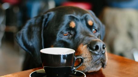 Dog with Coffee Relaxing Cafe Vibes 5K wallpaper