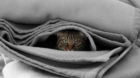 Cozy Cat Hidden in Blankets wallpaper