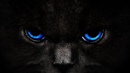 Mysterious Azure Gaze of a Black Cat wallpaper