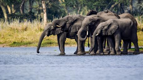 Majestic Elephants Drinking by the Waterhole wallpaper