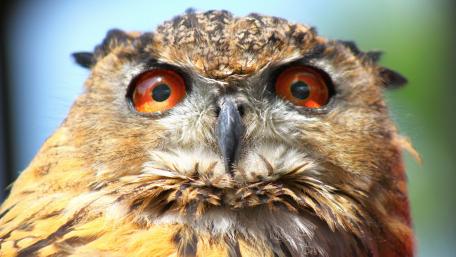 Majestic Owl with Striking Eyes Friendly Encounter in Nature's Realm wallpaper