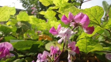 Purple flowers and yellow leaves wallpaper