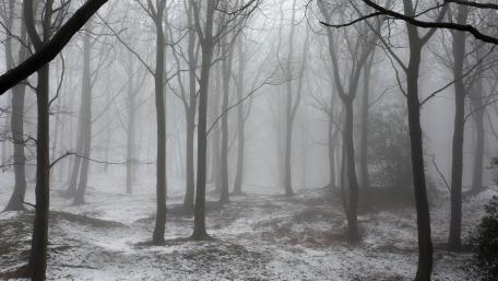 Eerie Calm in a Foggy Winter Forest wallpaper